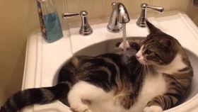 小猫洗脸的视频,小猫洗脸萌态百出